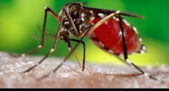 අනුරාධපුරේ අද සිට ඩෙංගු මර්දන වැඩසටහනක්
